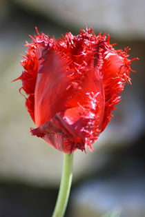 rote Tulpe by hadot