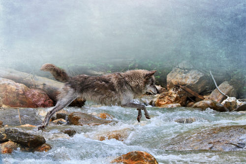 Wolf-crossing-a-stream0627b