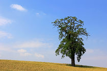 Baum im Feld von Wolfgang Dufner