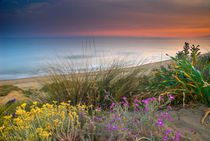 Purple and yellow flowers at the sea von Guido Montañes