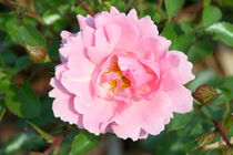 Rosenblüte Rose Flower by hadot