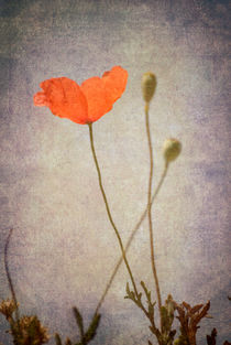 little poppy by Guido Montañes