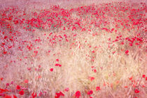 fields of poppies by Guido Montañes