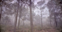 secret of the misty forest von Guido Montañes