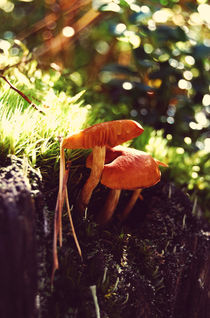 Forest mushrooms by Lina Shidlovskaya