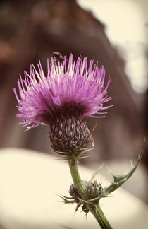 Thistle and little fly by Lina Shidlovskaya