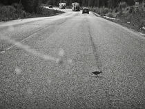 Small Road Runner von RicardMN Photography