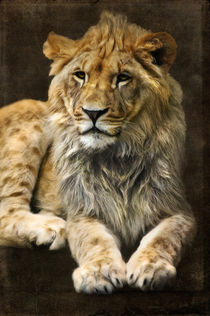 The young lion by AD DESIGN Photo + PhotoArt