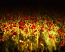 SEA OF RED by mimulux