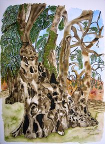 2000-jähriger Olivenbaum in Piedras del Ray – Portugal by Ulrike Kröll