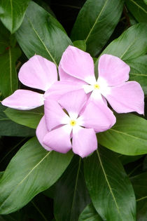 Lila Blüten von lorenzo-fp
