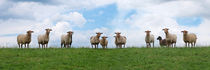 Schafe auf dem Deich von pahit