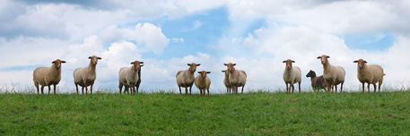 Schafe-schauen-dich-an