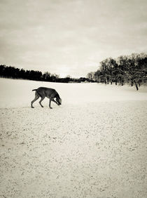 Sniffing in the snow by Lars Hallstrom