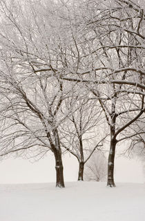 Winter trees by Lars Hallstrom