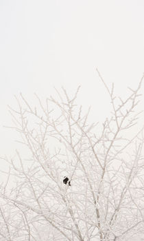 Winter bird by Lars Hallstrom