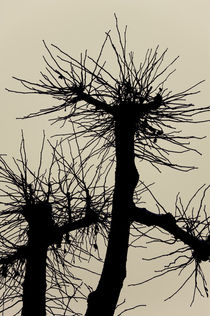 Wild trees by Lars Hallstrom