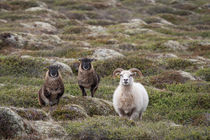 wild lebende Schafe--Island von Anne-Barbara Bernhard
