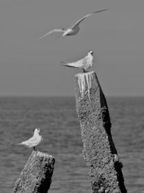 Terns by camera-rustica