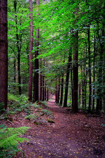 Forest Walk von Colin Metcalf
