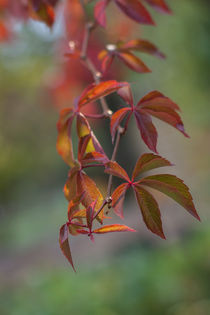 Herbstfarben von Anne-Barbara Bernhard