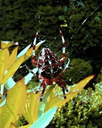 Spinne im Netz 2 by badauarts