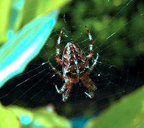 Spinne im Netz 1 von badauarts