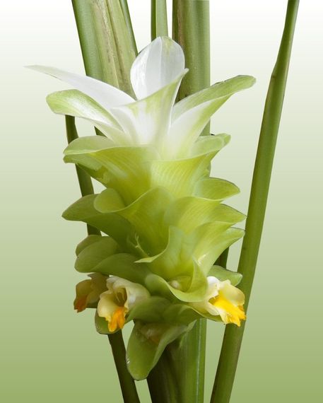 Termeric-flower