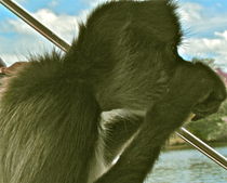 Howler monkey von Debbie Broad- Carmichael