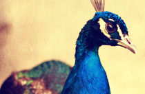 Peacock von Falko Follert