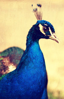 Peacock by Falko Follert