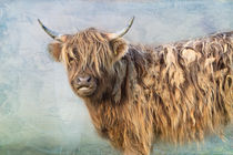 Highland Cattle von Louise Heusinkveld