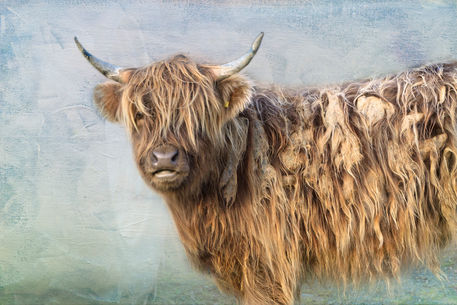 Highland-cattle0762