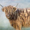 Highland-cattle0762