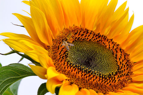 Sunflower-with-bee5280