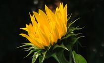 Sonnenblume von theresa-digitalkunst