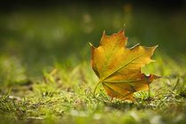 Maple leaf by sylbe
