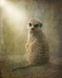Baby Meercat  by Pauline Fowler