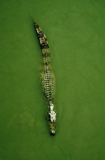 Crocodile in green water by Lars Hallstrom