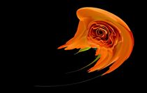 orange rose by Leopold Brix