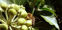 ein kleines fleisiges Bienchen by theresa-digitalkunst