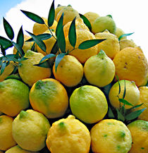 lemons by Leopold Brix