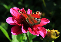 Schmetterling auf Dahlie von Wolfgang Dufner