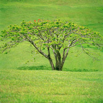 Kauai Green Beauty by Peter Tomsu