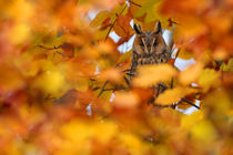 Long-eared Owl by bia-birdimagency
