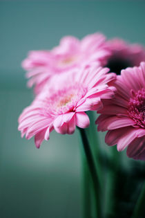 Pink Gerbera Dream °2 by syoung-photography