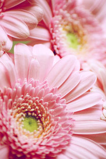 Pink Gerbera Dream by syoung-photography