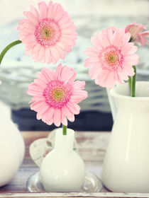 Pink Gerbera Stilllife by syoung-photography