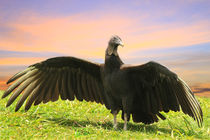 Vulture Spreading its wings by Charles Harker