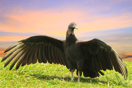 Guate-vulture-with-wings-openvers21